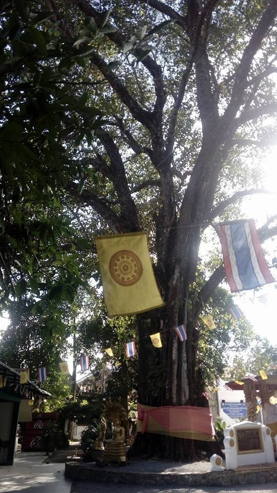 เปิดตำนานต้นโพธิ์ศักดิ์สิทธิ์พระเจ้าตากปลูกบูชาพระพุทธเจ้าเผยมีดวงแก้วลอย เข้า-ออก ต้นโพธิ์
