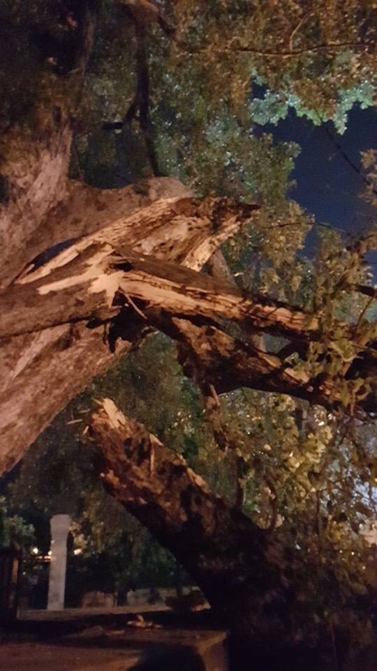 ชาวพุทธสุดเศร้า ต้นพระศรีมหาโพธิ์คู่ทิศเหนือพุทธคยาหักโค่น