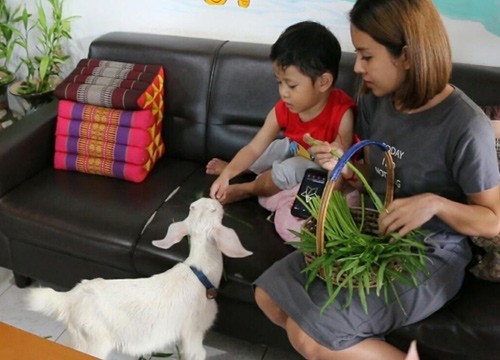 “บ้านแพะ คอฟฟี่” ร้านกาแฟไอเดียเก๋ที่ จ.ขอนแก่นนำแพะมาใช้เรียกลูกค้า