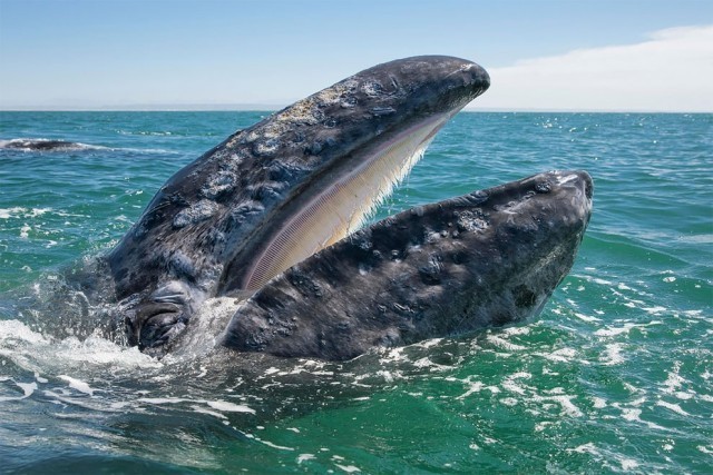 เจ้าปลาวาฬสีเทามีอัธยาศัยดี๊ดี ว่ายน้ำเข้ามาถ่ายรูปกับนักท่องเที่ยวอย่างเป็นกันเอง