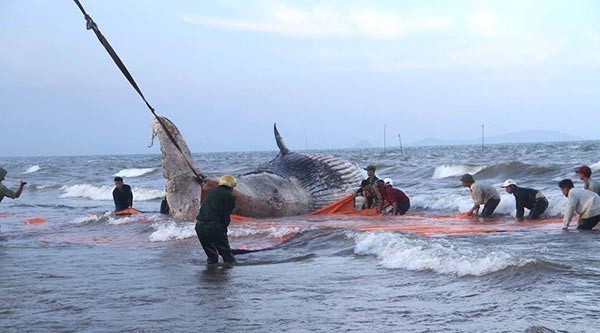 ชาวเวียดนามนับหมื่นแห่ชมพิธีฝังซากวาฬ ตัวใหญ่กว่า 10 เมตร หนัก 7 ตัน !!