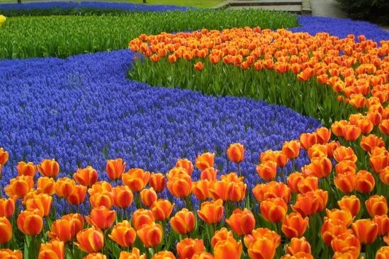 เคอเคนฮอฟ…อลังการสวนดอกไม้ใหญ่ที่สุดในโลก