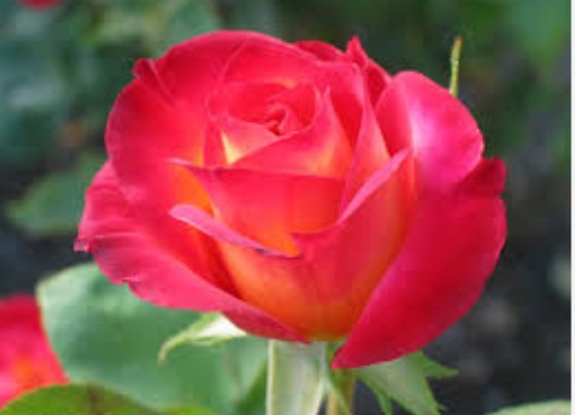 กุหลาบที่สวยงามมีกลิ่นหอม รู้ไหมยังมีประโยชน์อีกเพียบ!!