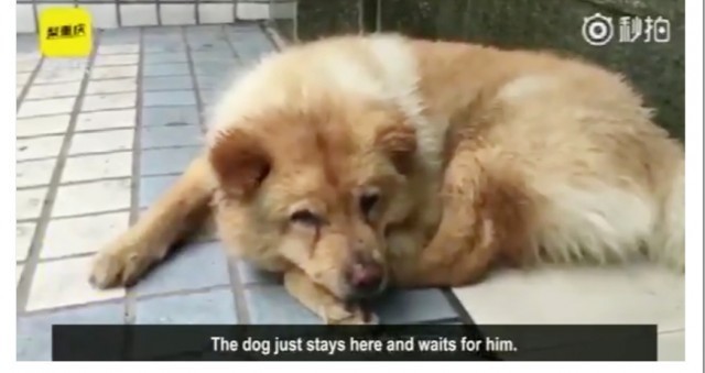 แชร์สะพัดในโลกออนไลน์จีนทะลุ 10 ล้านวิวชื่นชมสุนัขยอดกตัญญูส่งเจ้านายแล้วรอ12 ชม.เพื่อรับกลับ