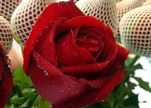 ชาวสวนภูพาน ตัดดอกกุหลาบขายวาเลนไทน์ จากปัญหาภัยแล้งออกดอกน้อย ราคาจึงแพงกว่าปีที่แล้ว