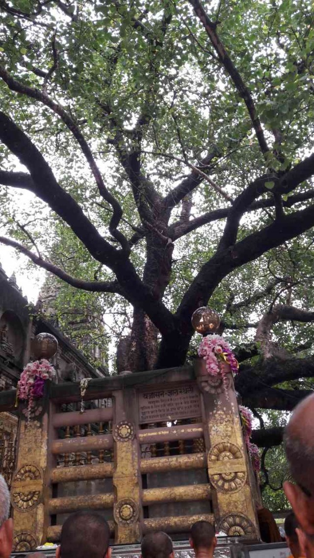 ประวัติ “ต้นพระศรีมหาโพธิ์” ทั้ง ๔ ต้น  ที่พุทธคยา แดนตรัสรู้