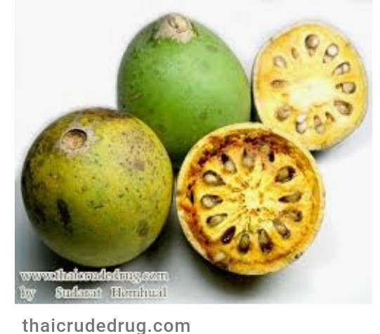 "มะตูม"ผลไม้เป็นยาภายใต้กลิ่นหอมอร่อยยังแก้ไทรอยด์และมะเร็งอีกด้วย