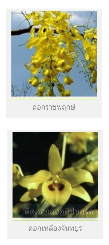 ดอกไม้ประจำจังหวัด ทั้ง 77 จังหวัดของประเทศไทยตอนที่ 1