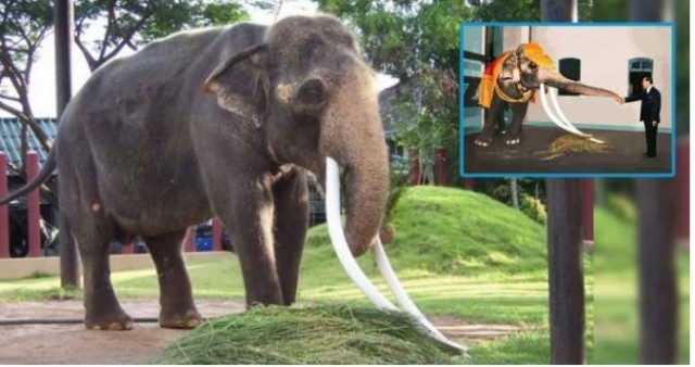 เรื่องราวที่น่าอัศจรรย์ "พระเศวตอดุลยเดชพาหนะฯ"ช้างเผือกคู่พระบารมีแห่งรัชกาลที่ 9