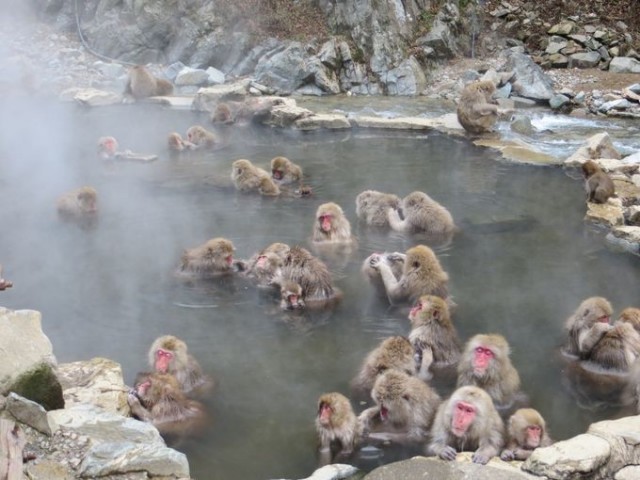 สัมผัสกับอุทยานลิงภูเขา (ลิงหิมะ) ที่จิโกกุดานิ บ่อนำแร่ร้อน ประเทศญี่ปุ่น