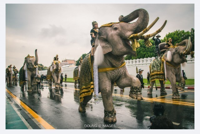 เปิดภาพ หมอพลอย ควาญช้างหญิง ในขบวนช้างแสดงความอาลัย 11 เชือก