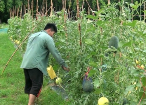 นักศึกษาราชมงคลสุรินทร์ ปลูกเมล่อนประสบผลสำเร็จ