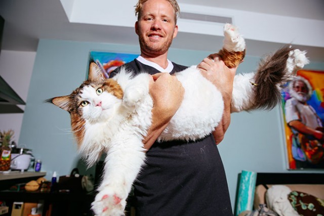รู้จักกับ “Samson” แมวอ้วนบั้กสายพันธุ์เมนคูณที่ตัวใหญ่ที่สุดใน รู้จักกับ “Samson” แมวอ้วนบั้กสายพันธุ์เมนคูณที่ตัวใหญ่ที่สุดใน