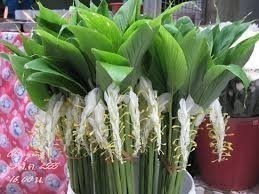 โอ้..อัศจรรย์!!เมื่อครั้งพุทธกาลดอกเข้าพรรษามีความเป็นมาอย่างไร??