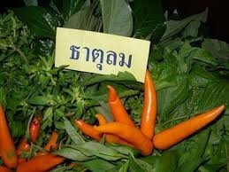 ปรับสมดุลและสร้างสุขภาพดี ด้วยการกินอาหารตามธาตุเจ้าเรือน (ธาตุดิน น้ำ ลม ไฟ)