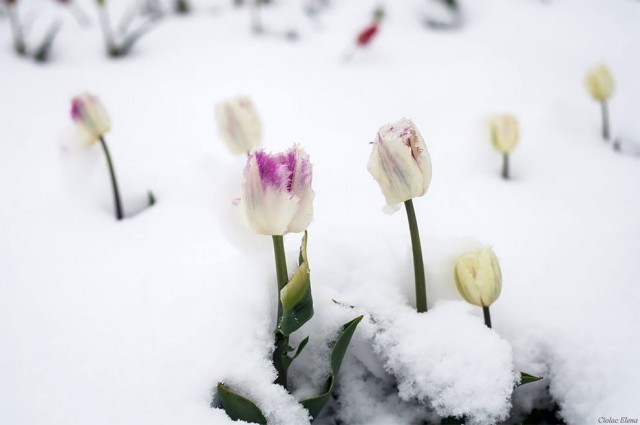 งดงามเหลือเกิน… ทุ่งดอกทิวลิปบานสะพรั่ง ท่ามกลางหิมะโปรยปราย เย็นชุ่มฉ่ำไปถึงหัวใจ