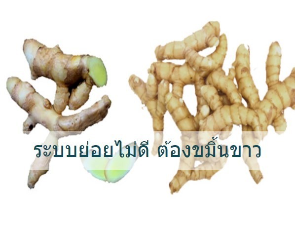 ขมิ้นขาว รักษาโรคกระเพาะ ลดเบาหวาน บำรุงสมองและหัวใจ