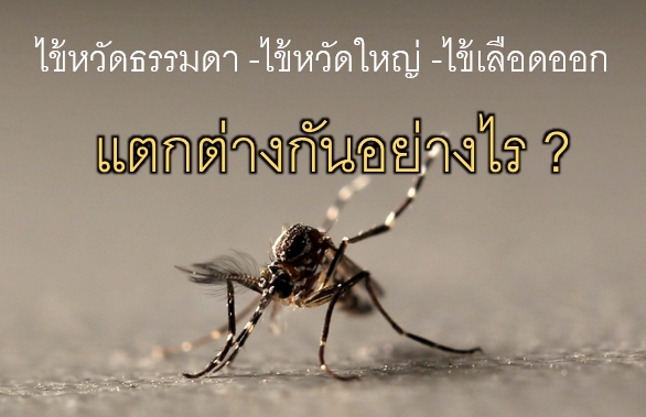 "ไข้หวัดใหญ่-ไข้หวัดธรรมดา-ไข้เลือดออก" แตกต่างกันอย่างไร ?